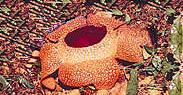 Rafflesia arnoldi