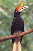 Hornbill